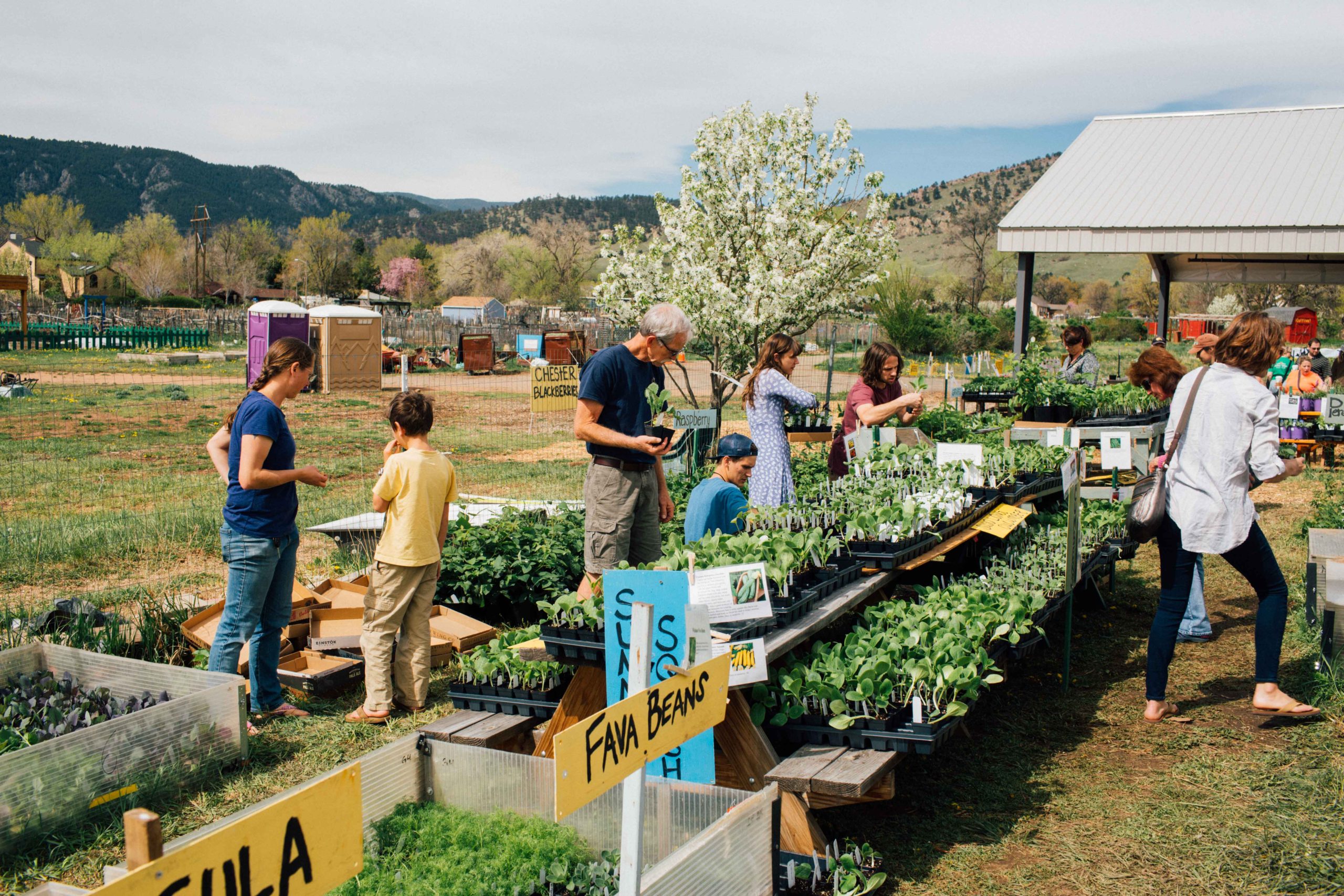 plant sale people browsing – Growing Gardens