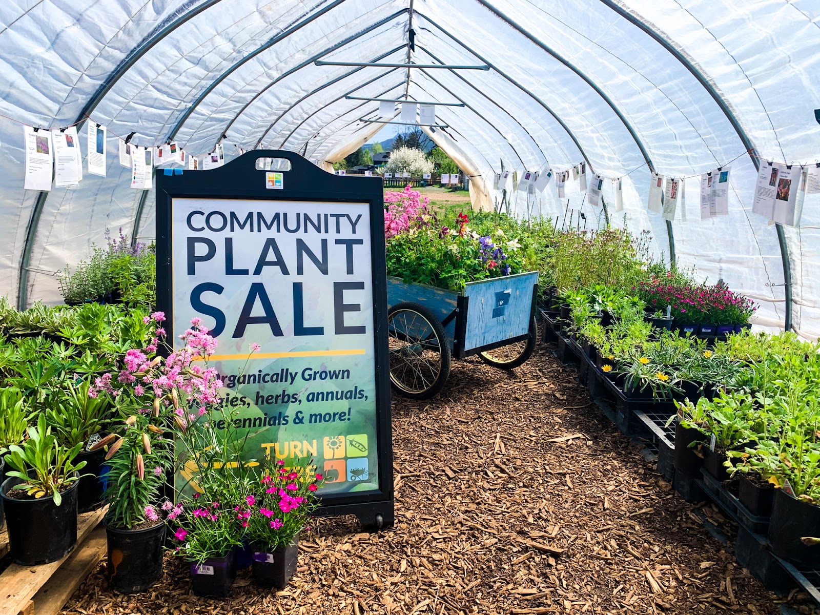Community Plant (Weekend 3) – Gardens