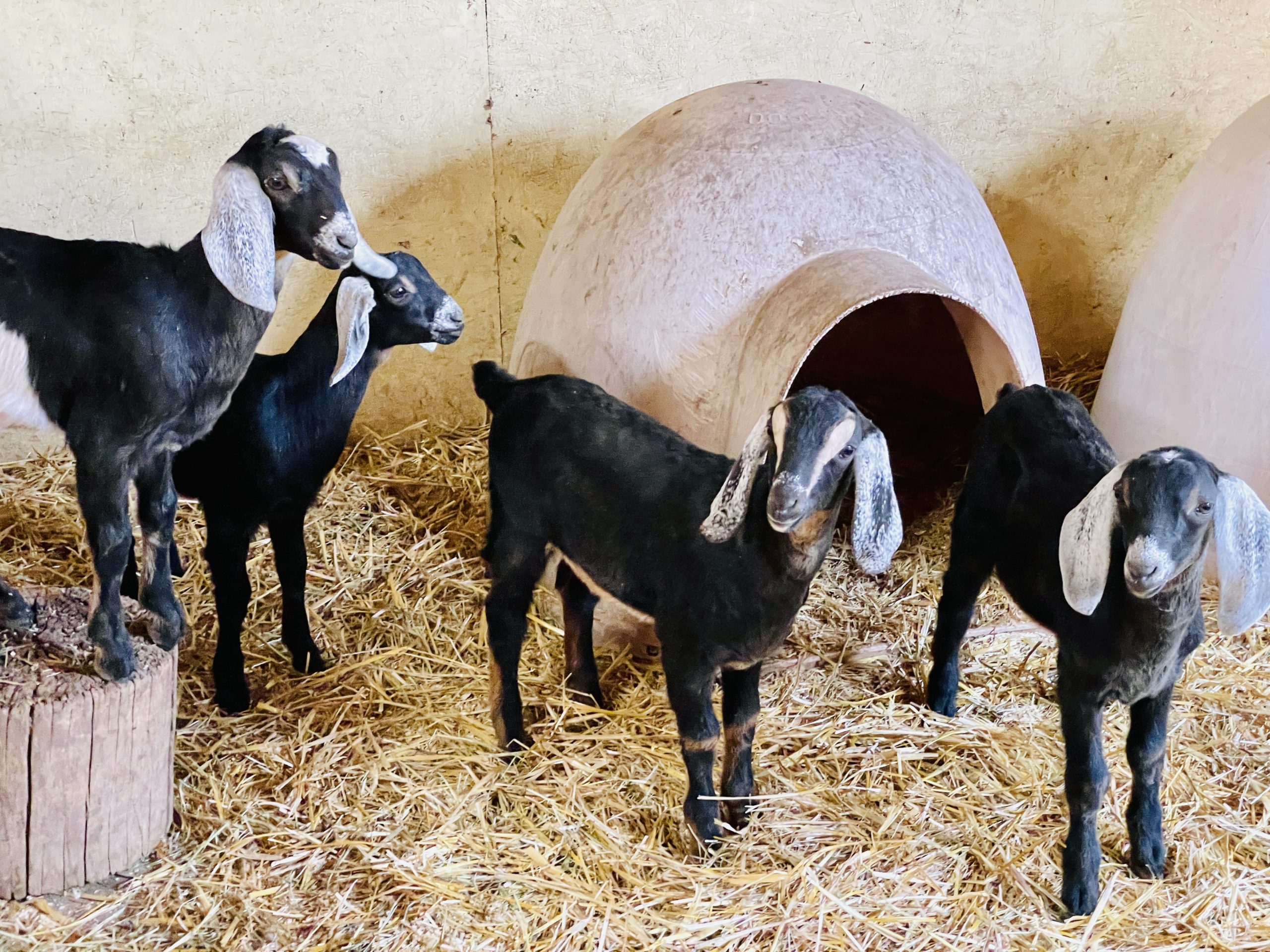 alpine dairy goat kids